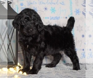Labradoodle-Poodle (Standard) Mix Puppy for sale in FREDERICKSBG, OH, USA