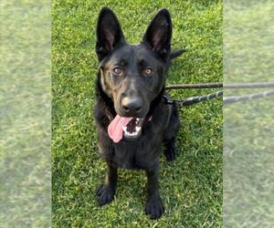 German Shepherd Dog Dogs for adoption in Woodland, CA, USA
