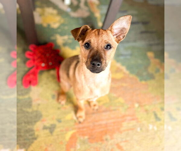 Medium Photo #9 Mutt Puppy For Sale in Arlington, WA, USA