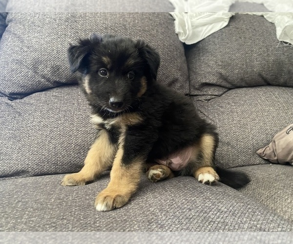 Medium Photo #16 German Shepherd Dog Puppy For Sale in YUCCA VALLEY, CA, USA