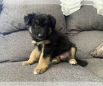 Small #15 German Shepherd Dog