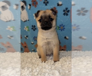 Pom-A-Pug Puppy for sale in MARTINSVILLE, IN, USA