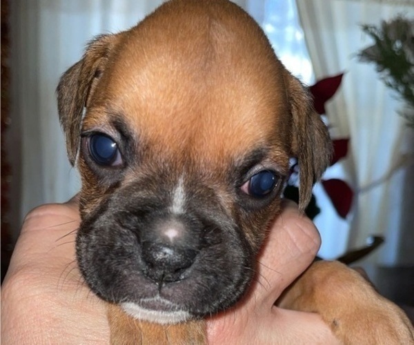 Medium Photo #1 Boxer Puppy For Sale in BESSEMER, CO, USA
