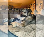 Small #2 German Shepherd Dog Mix