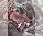 Small Photo #24 Siberian Husky Puppy For Sale in STAPLES, MN, USA