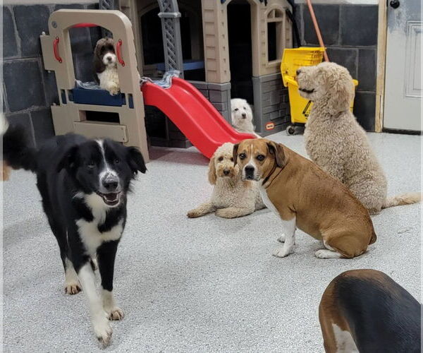 Medium Photo #4 Border Collie Puppy For Sale in Highland, IL, USA