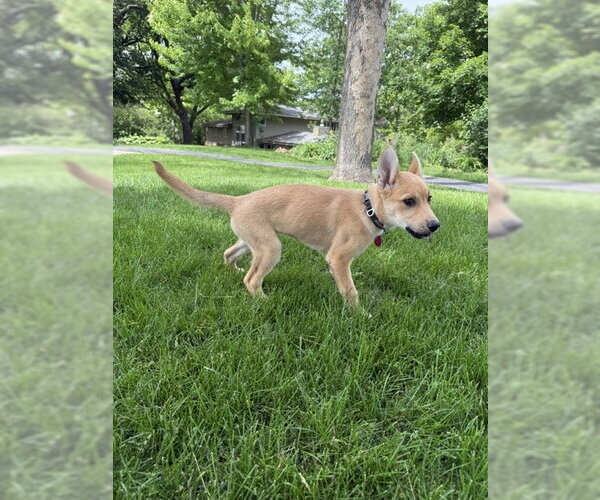 Medium Photo #4 Mutt Puppy For Sale in St. Louis Park, MN, USA