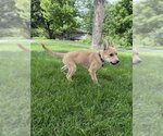 Small #3 Mutt