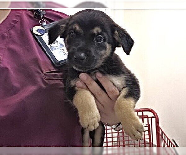 Medium Photo #3 Labrador Retriever-Unknown Mix Puppy For Sale in Houston, TX, USA