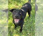 Small #1 Labrador Retriever Mix