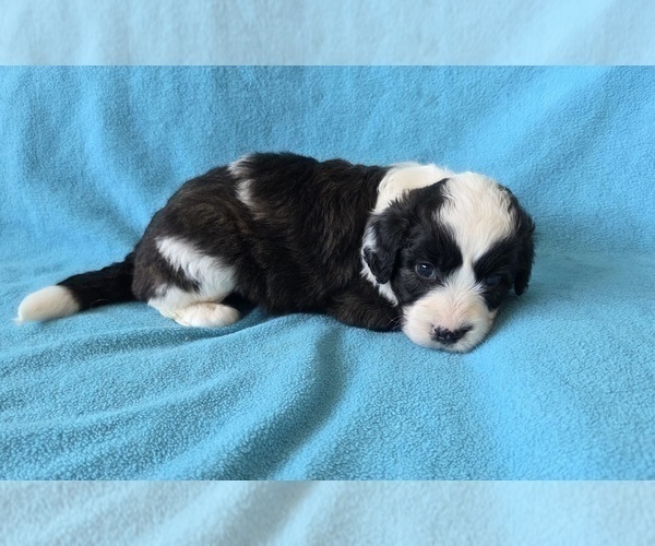 Medium Photo #13 Aussiedoodle Puppy For Sale in WILLS POINT, TX, USA
