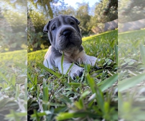 Chinese Shar-Pei Puppy for Sale in MERRITT IS, Florida USA