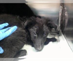 Border Collie Dogs for adoption in Oklahoma City, OK, USA