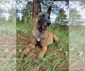 Mother of the Belgian Malinois puppies born on 07/08/2022