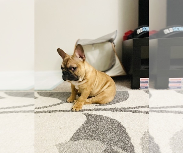 Medium Photo #2 French Bulldog Puppy For Sale in DAVIE, FL, USA