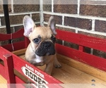 Small Photo #1 French Bulldog Puppy For Sale in HOCKESSIN, DE, USA