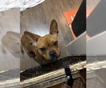 Luna - Female American Bully-French Bulldog Mix Puppy for Sale - Small photo