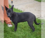 Small #5 Australian Kelpie-German Shepherd Dog Mix