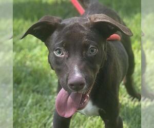 Labrador Retriever-Unknown Mix Dogs for adoption in Yardley, PA, USA