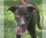 Small Labrador Retriever Mix