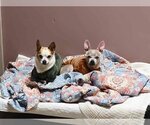 Small Photo #3 Chihuahua Puppy For Sale in Lewistown, PA, USA
