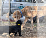 Small Photo #8 Labradoodle Puppy For Sale in HARRISONVILLE, MO, USA