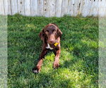 Small #6 Labrador Retriever Mix