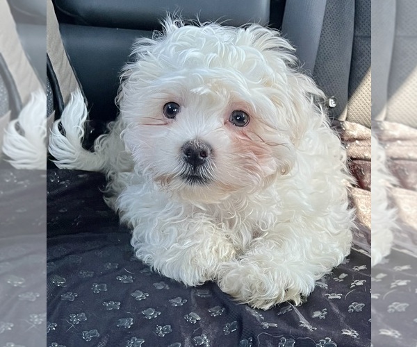 Medium Photo #3 Zuchon Puppy For Sale in RENO, NV, USA