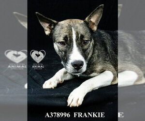 Gerberian Shepsky Dogs for adoption in Stockton, CA, USA