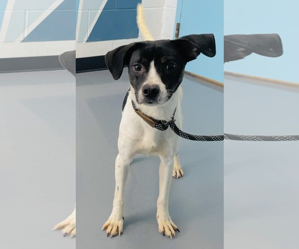 Medium Photo #3 Raggle Puppy For Sale in Milner, GA, USA