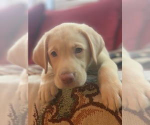 Labrador Retriever Puppy for sale in SARASOTA, FL, USA