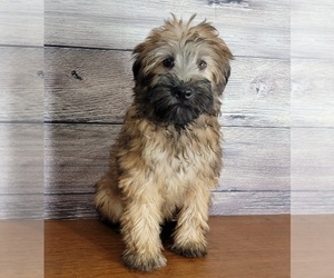 Soft Coated Wheaten Terrier Puppy for sale in SHAWNEE, OK, USA