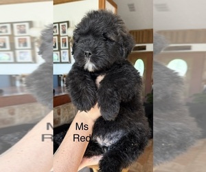 Bouvier Des Flandres Puppy for Sale in BLANCO, Texas USA