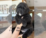 Image preview for Ad Listing. Nickname: Litter of 2