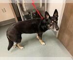 Small German Shepherd Dog Mix