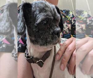Shih Tzu Dogs for adoption in Denver, CO, USA