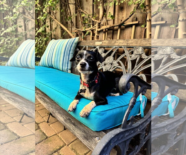 Medium Photo #3 Italian Greyhuahua Puppy For Sale in Santa Clara, CA, USA