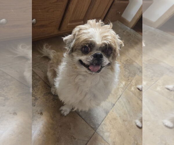 Medium Photo #1 Shih Tzu Puppy For Sale in Iroquois, IL, USA