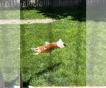 Small #8 American Pit Bull Terrier Mix