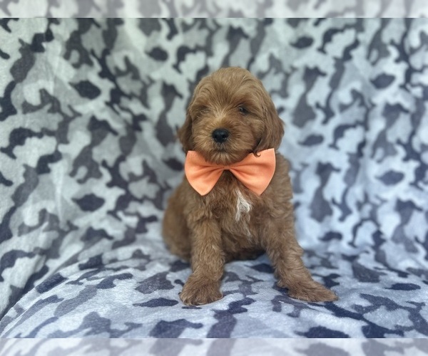 Medium Photo #4 Cock-A-Poo Puppy For Sale in LAKELAND, FL, USA
