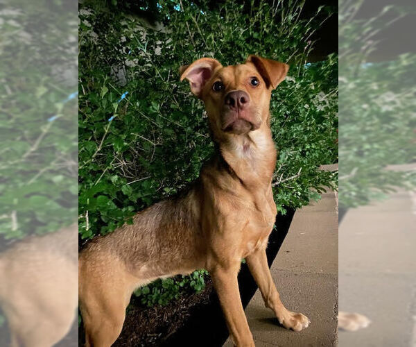 Medium Photo #20 Shepradors Puppy For Sale in Lakewood, CO, USA