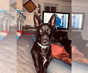 Gerberian Shepsky Dogs for adoption in Dana Point, CA, USA