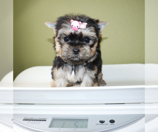 Medium Photo #5 Yorkshire Terrier Puppy For Sale in LOS ANGELES, CA, USA