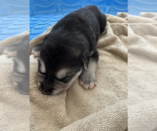 Medium Photo #6 German Shepherd Dog Puppy For Sale in PONTIAC, MI, USA