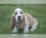 Puppy BEN Basset Hound
