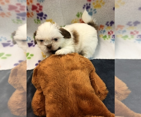 Medium Photo #11 Shih Tzu Puppy For Sale in SILEX, MO, USA