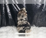 Small #5 Poodle (Toy)