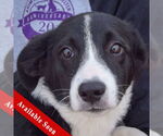 Small Border Collie-Pembroke Welsh Corgi Mix