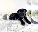 Small #1 Cane Corso