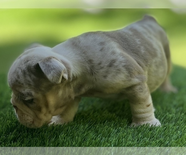 Medium Photo #4 Bulldog Puppy For Sale in STOCKBRIDGE, GA, USA